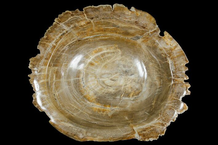 Petrified Wood Bowl - Indonesia #176229